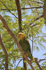 Amazona oratrix tresmariae