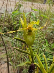 Phragmipedium
