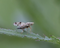 Tephritis hyoscyami
