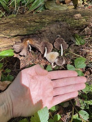Psathyrella olympiana