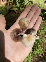 Psathyrella olympiana