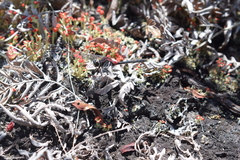 Leucorrhinia glacialis