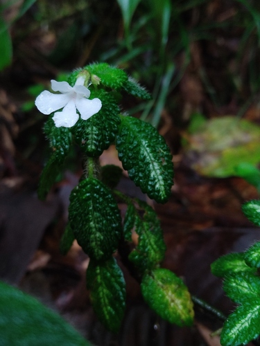 Cremosperma pusillum