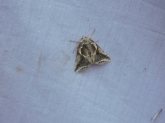 Habrosyne scripta