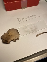 Psathyrella olympiana