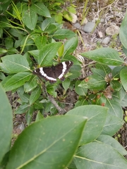 Limenitis arthemis rubrofasciata