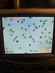 Psathyrella olympiana