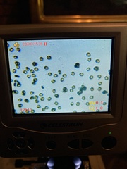 Psathyrella olympiana