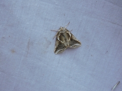 Habrosyne scripta