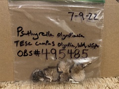 Psathyrella olympiana
