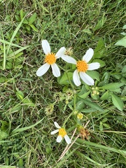 Bidens alba