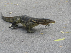 Varanus salvator