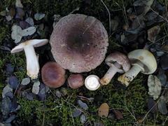 Agaricus brunneolus