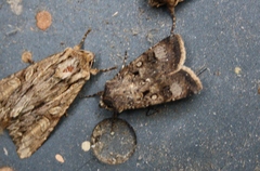 Agrotis clavis