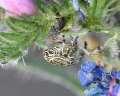 Mogulones geographicus