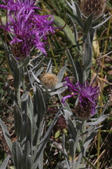 Centaurea uniflora