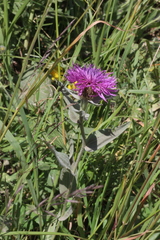 Centaurea uniflora