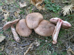 Agaricus brunneolus