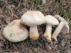 Agaricus brunneolus
