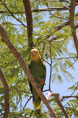 Amazona oratrix tresmariae