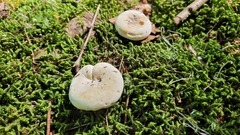 Lactifluus subvellereus