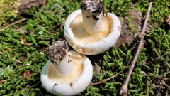 Lactifluus subvellereus