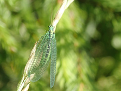 Chrysopa perla