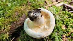 Lactifluus subvellereus