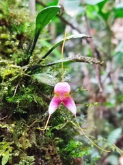 Masdevallia papillosa