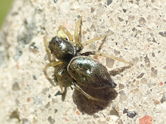 Heliophanus auratus