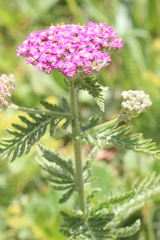 Achillea roseo-alba