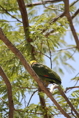 Amazona oratrix tresmariae