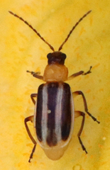 Acalymma blandulum