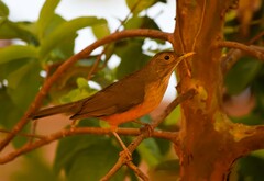 Turdus rufiventris