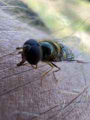 Lapposyrphus aberrantis