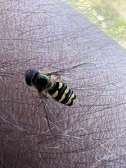 Lapposyrphus aberrantis