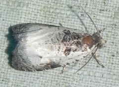 Olethreutes malana