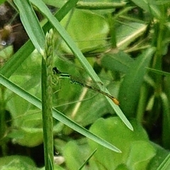 Agriocnemis minima