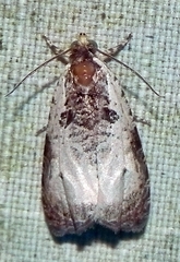 Olethreutes malana