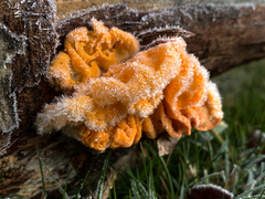 Aleurodiscus vitellinus