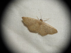Idaea obsoletaria