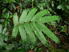Parkia bicolor