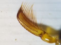 Corixa punctata