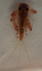 Ecdyonurus venosus
