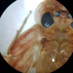 Ecdyonurus venosus
