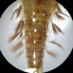 Ecdyonurus venosus