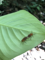 Hadrosomus confraternus