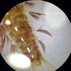 Ecdyonurus venosus