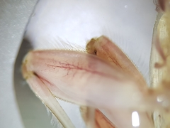 Ecdyonurus venosus