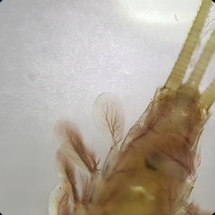 Ecdyonurus venosus